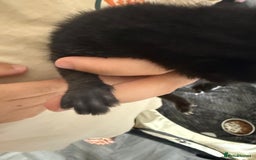 Mixed Breed cats for sale: 2 male kittens  - Image 6