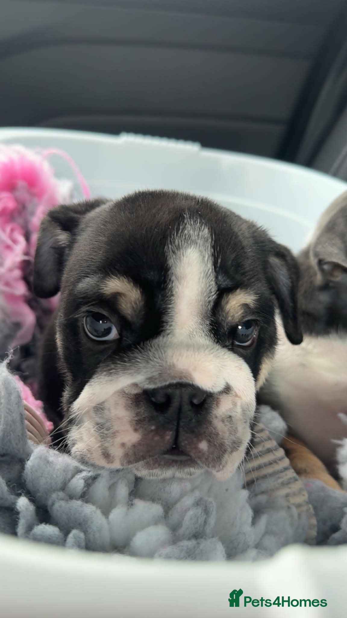 English Bulldog dogs Black tri english bulldog  - Advert 1