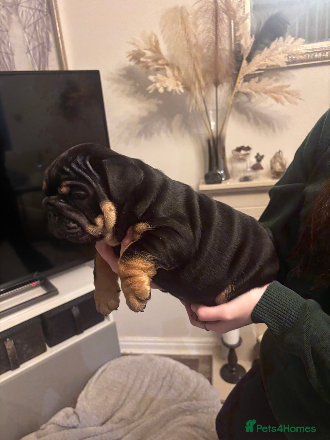 English Bulldog dogs for sale: Amazing quality British bulldog pups  - Advert 14