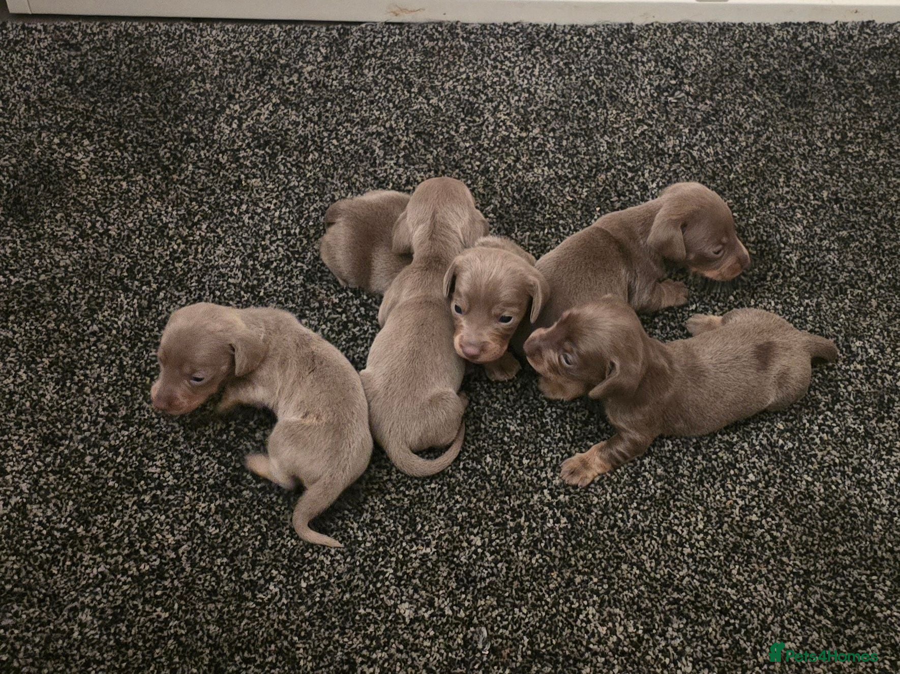 Dachshund dogs Beautiful little dachshund puppies - Advert 3