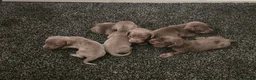 Dachshund dogs for sale: Beautiful little dachshund puppies - Advert 1