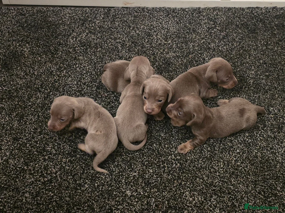 Dachshund dogs for sale: Beautiful little dachshund puppies - Advert 1