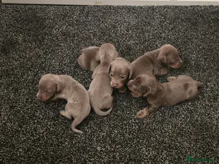 Dachshund dogs Beautiful little dachshund puppies - Advert 4