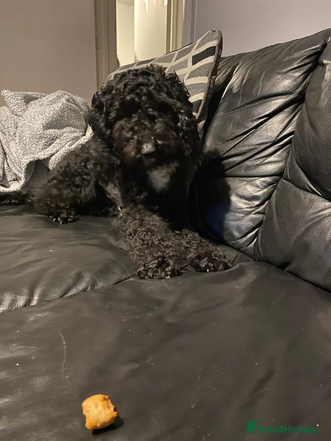 Cockapoo dogs for stud: F2 cockapoo for Stud in Rotherham - Advert 3