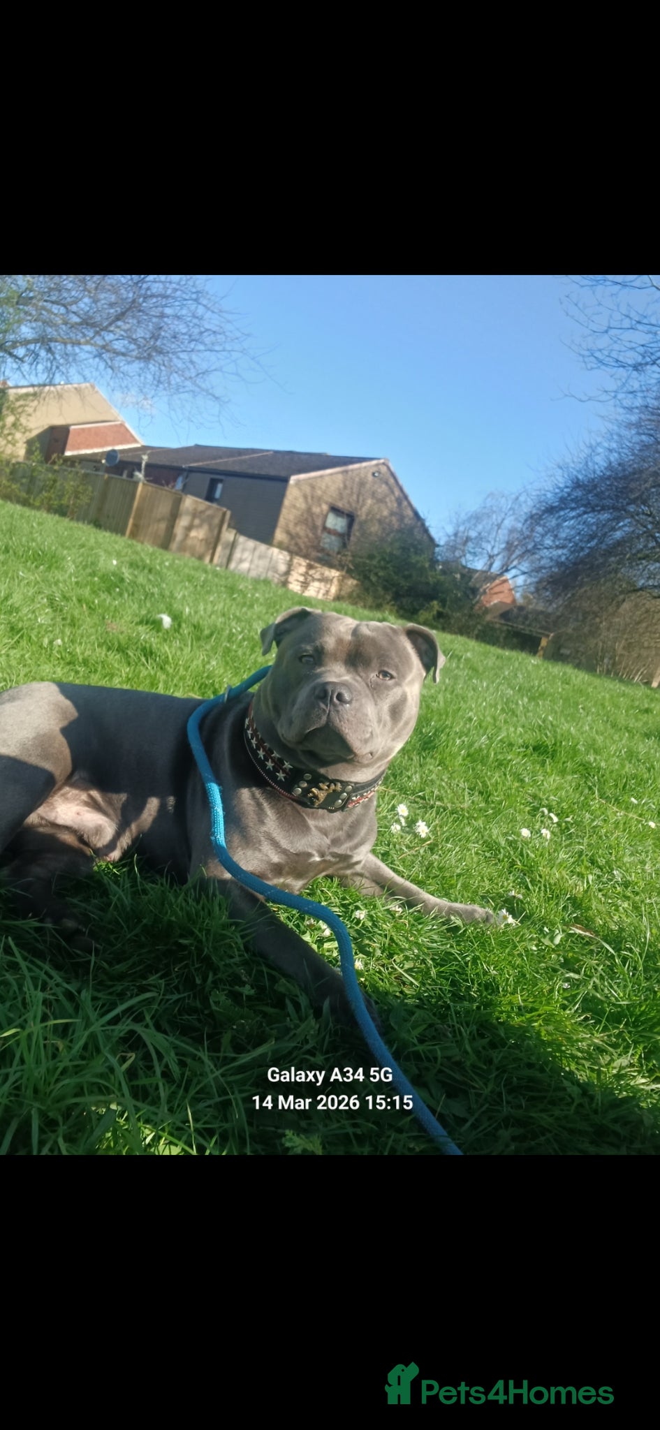Staffordshire Bull Terrier dogs Zeus for stud, stunning fully kc blue staffy boy  - Advert 5