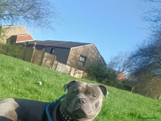 Staffordshire Bull Terrier dogs Zeus for stud, stunning fully kc blue staffy boy - Advert 5