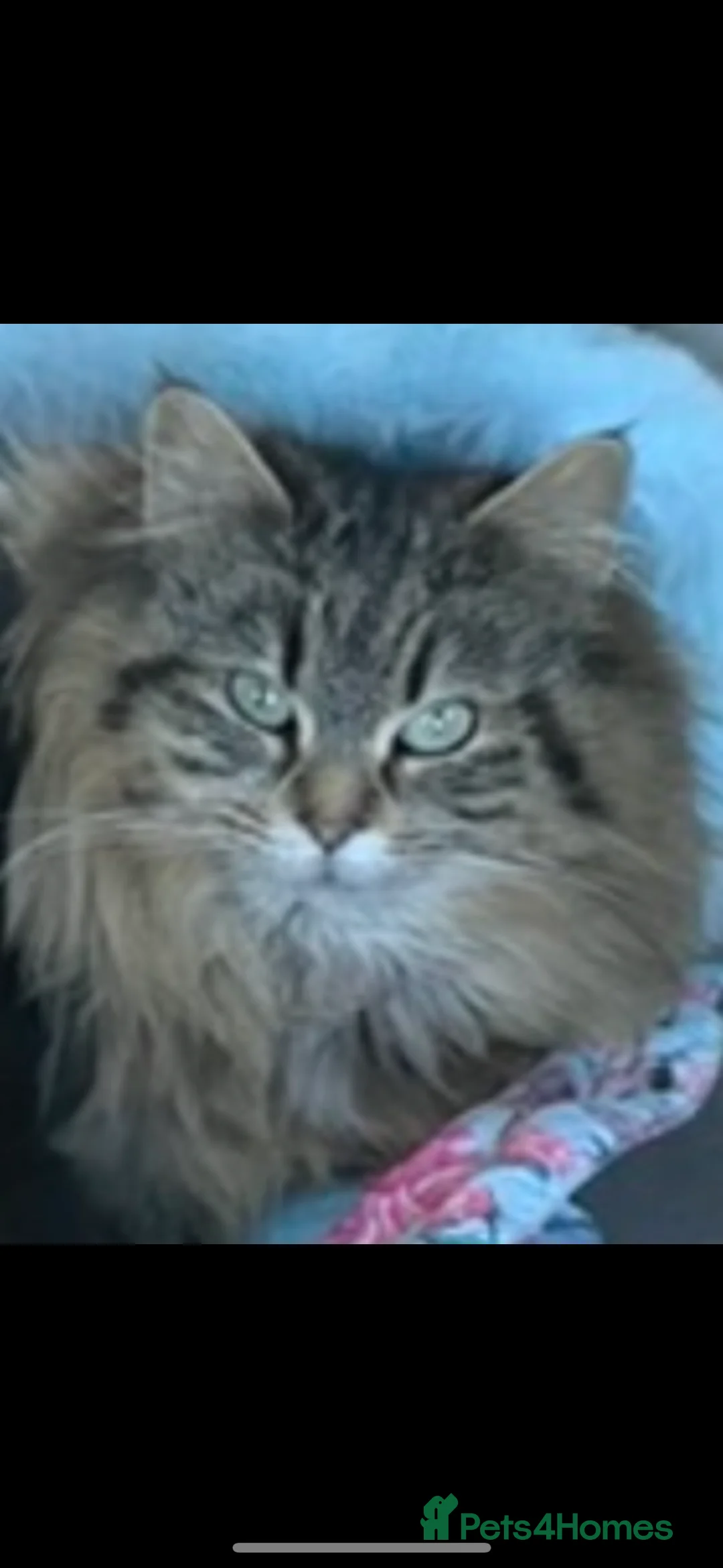 Mixed Breed cats for sale: Kittens Ready To Go To New Homes in Alton - Advert 4