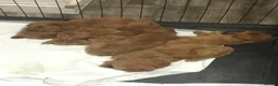 Cavapoo dogs for sale: Stunning Ruby F1 Cavapoo pups for sale  - Advert 5