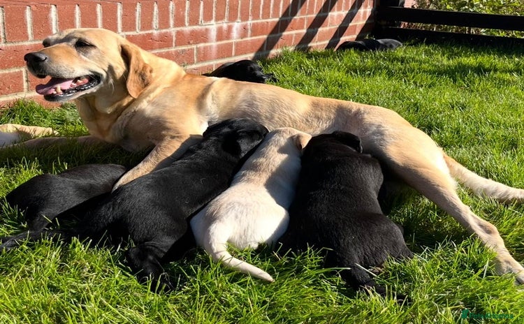 Labrador Retriever dogs - Advert 5