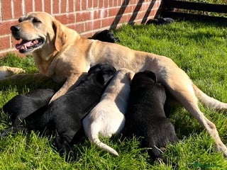 Labrador Retriever dogs - Advert 2