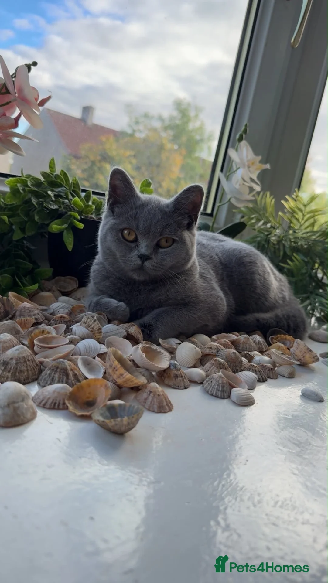 British Shorthair cats for sale: British shorthair cat in Glasgow - Advert 5