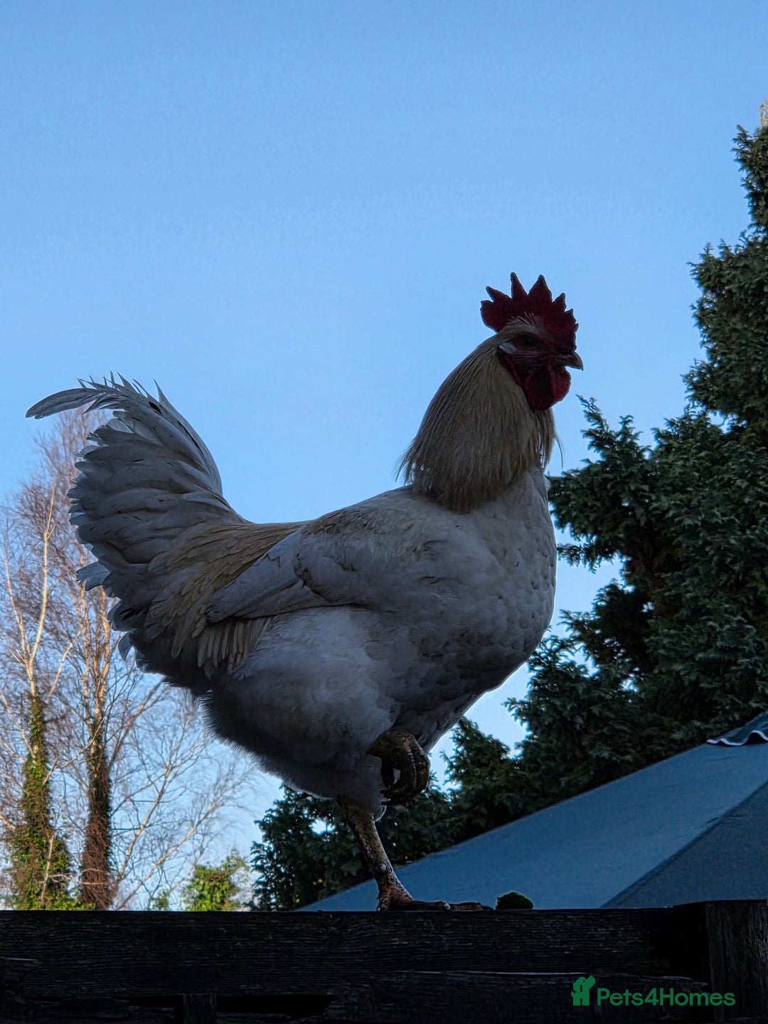 Chickens poultry for sale: Chickens for rehoming  - Advert 3