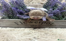 Chiweenie dogs for sale: Cheweenie - Image 8