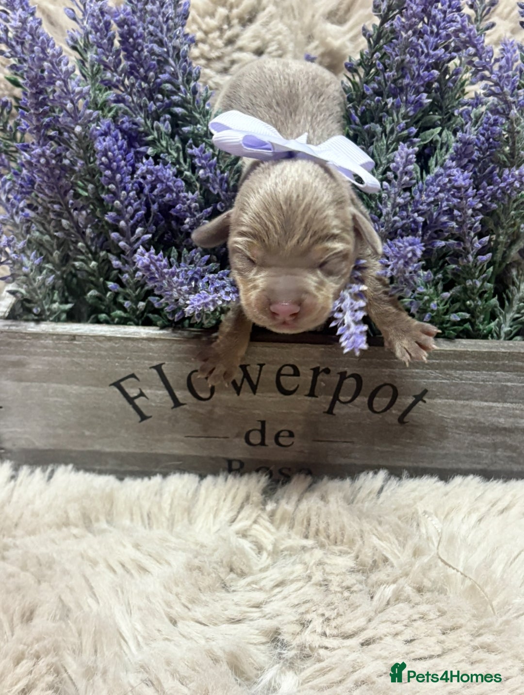 Chiweenie dogs for sale: Cheweenie - Image 8