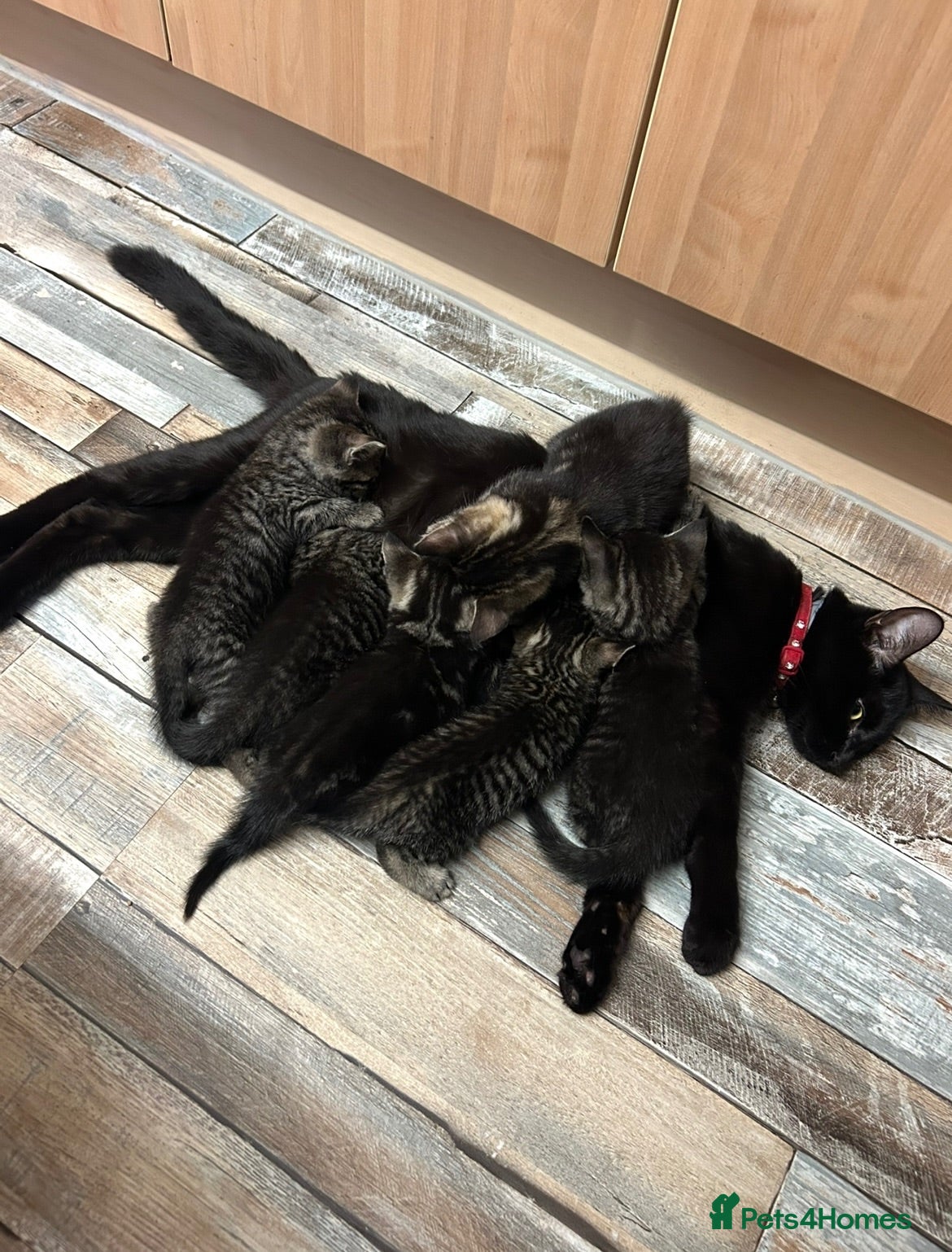 Mixed Breed cats 6 Pure Tabby Kittens  - Advert 1