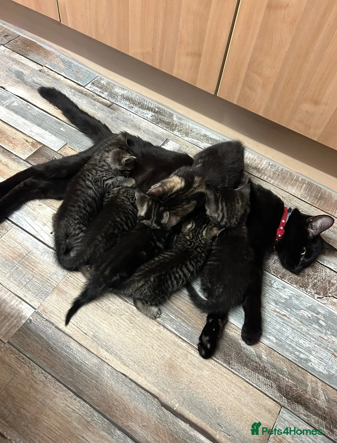 Mixed Breed cats for sale: 6 Pure Tabby Kittens  - Advert 1