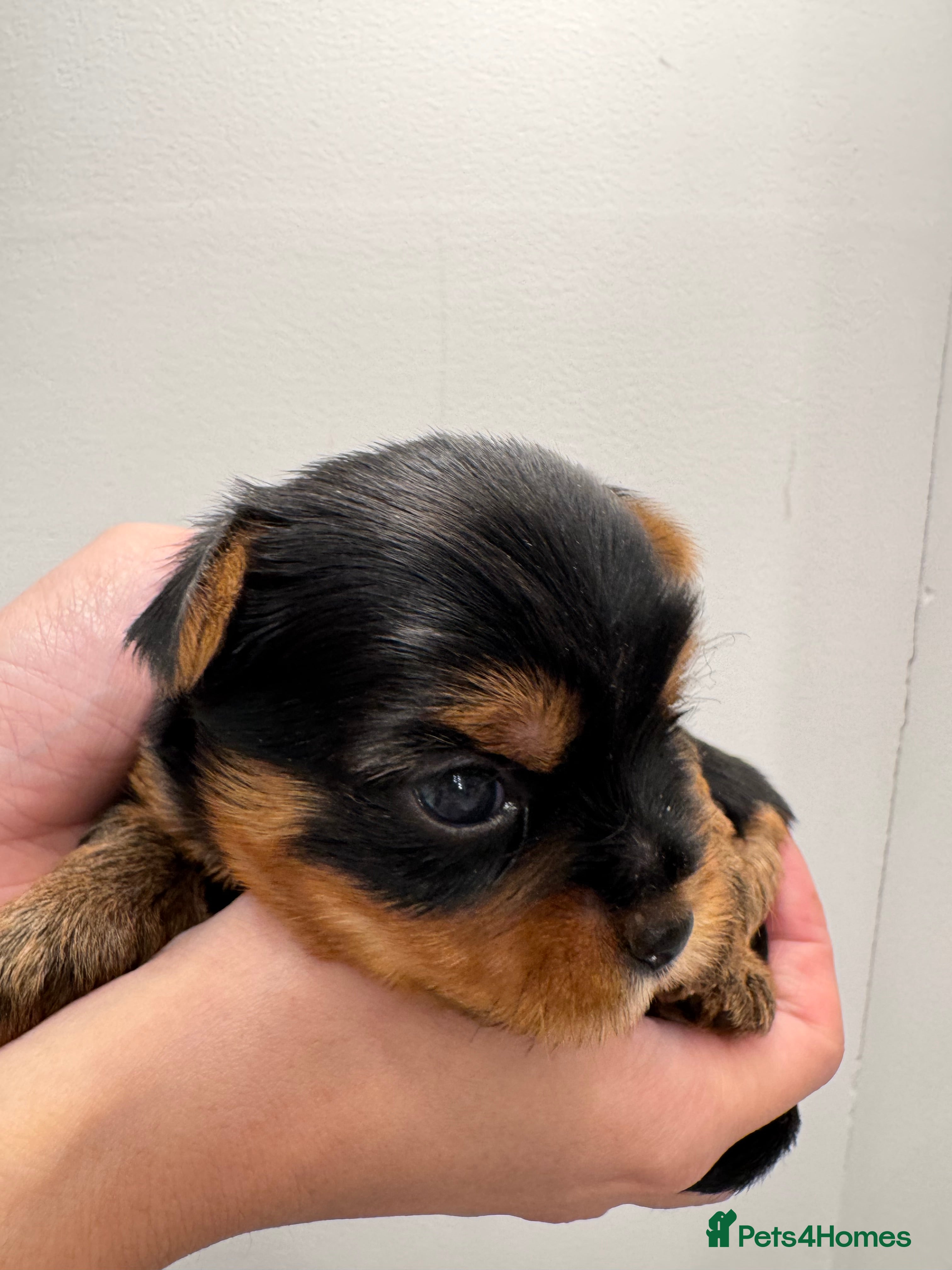 Yorkshire Terrier dogs Yorkshire Terrier Boys~Harry, Ron, Fred & George  - Advert 6