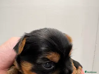 Yorkshire Terrier dogs Yorkshire Terrier Boys~Harry, Ron, Fred & George - Advert 6