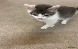 British Shorthair cats for sale: Cute Russian blue x British shorthair kittens  - Advert 7