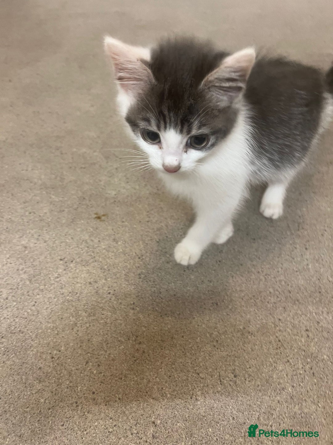 British Shorthair cats for sale: Cute Russian blue x British shorthair kittens  - Advert 7