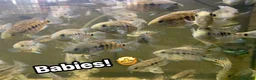 Cichlids fish for sale: Texas cichlids  in Pevensey - Advert 4
