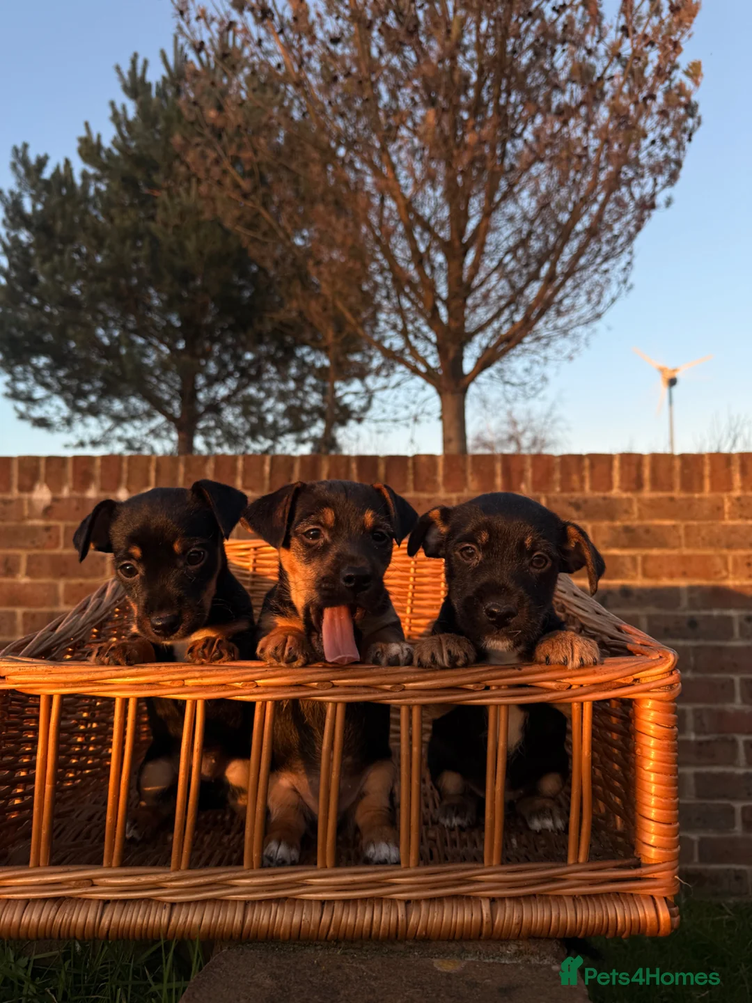 Jack Russell dogs for sale: wenlock jackrussel puppies  - Advert 2