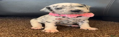 Pink collar 