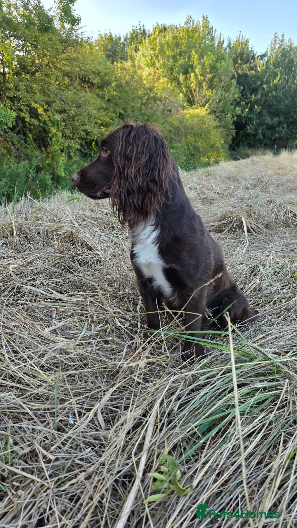 Cocker Spaniel dogs KC reg Working cocker spaniel for stud.  - Advert 20