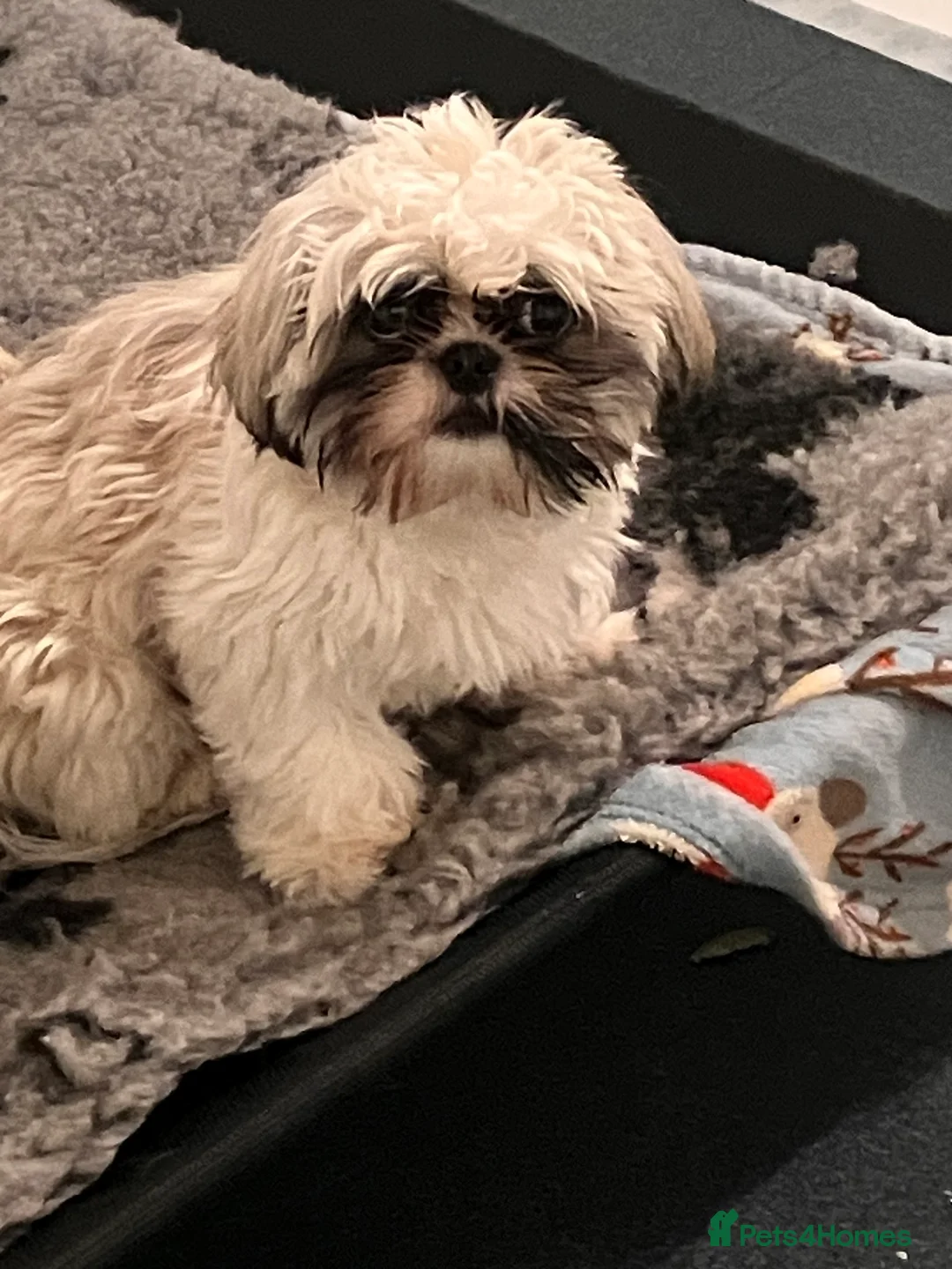 Shih Tzu dogs for sale: shih tzu  in Narberth - Advert 2