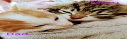 Siberian cats for sale: Adorable Siberian kittens - Advert 3