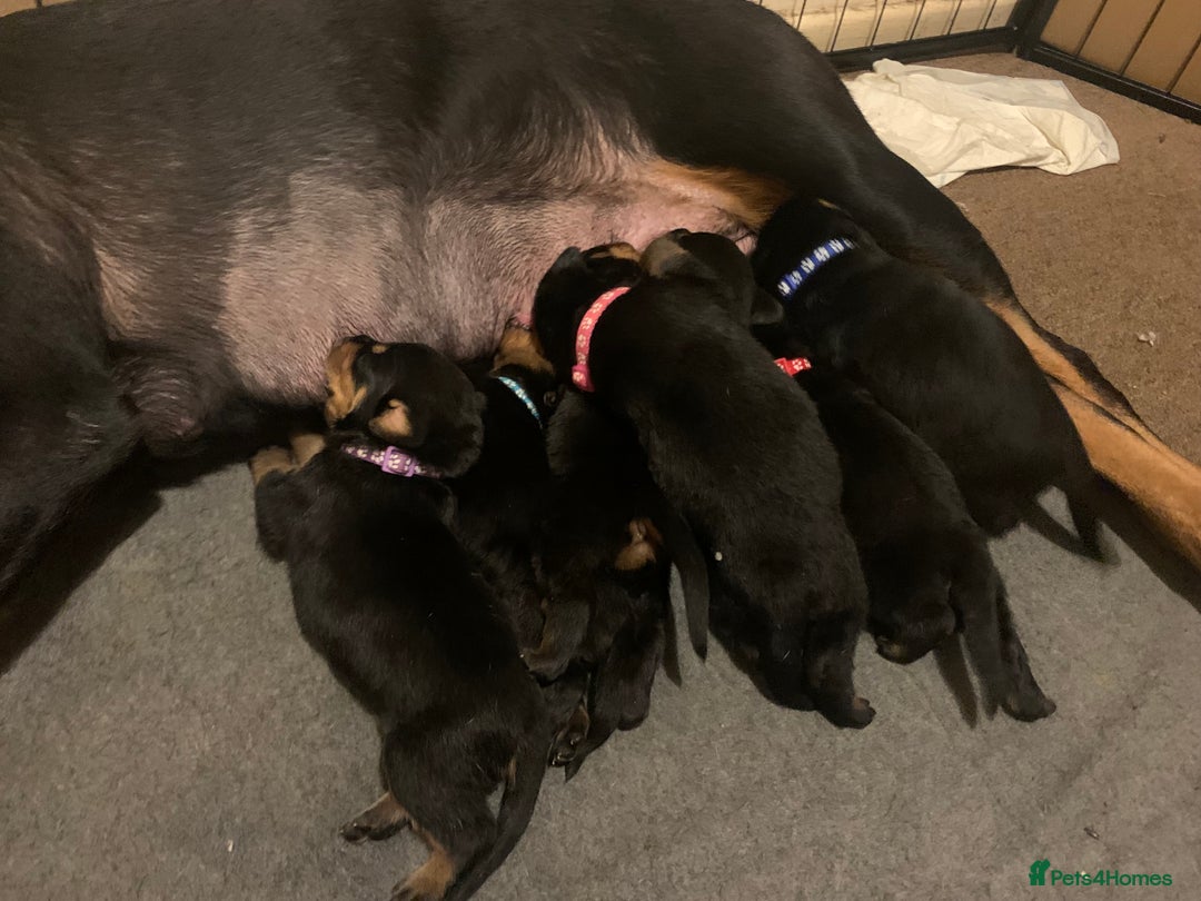 Rottweiler dogs for sale: Rottweiler puppies for sale - Advert 4