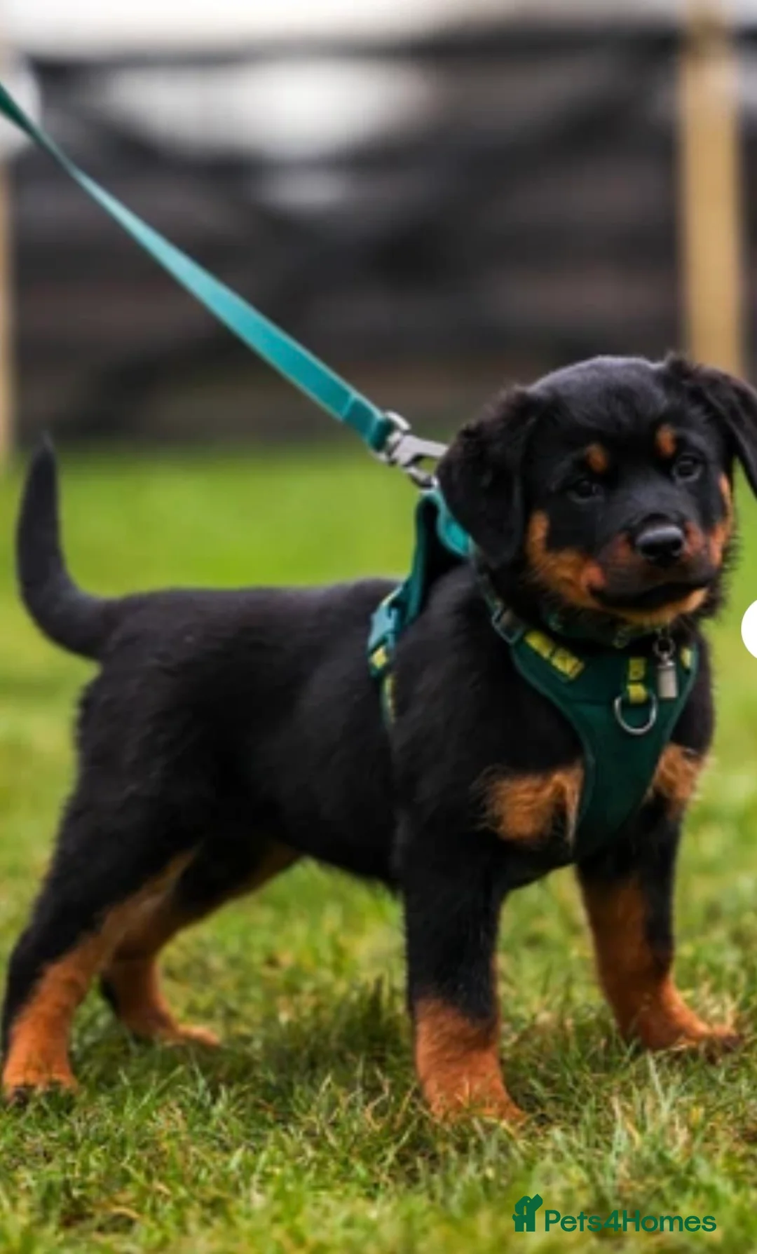 Rottweiler dogs for sale: Rottweiler Puppies - Advert 14