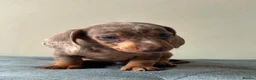 Miniature Dachshund dogs for sale: Miniature dachshund puppies - Advert 20