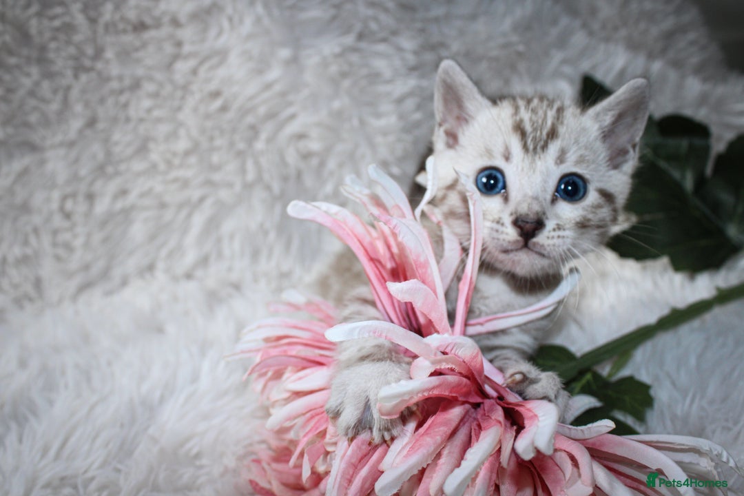 Bengal cats for sale: 🏆OUTSTANDING SHOW WINNING BENGALS KITTENS🔥 - Image 14