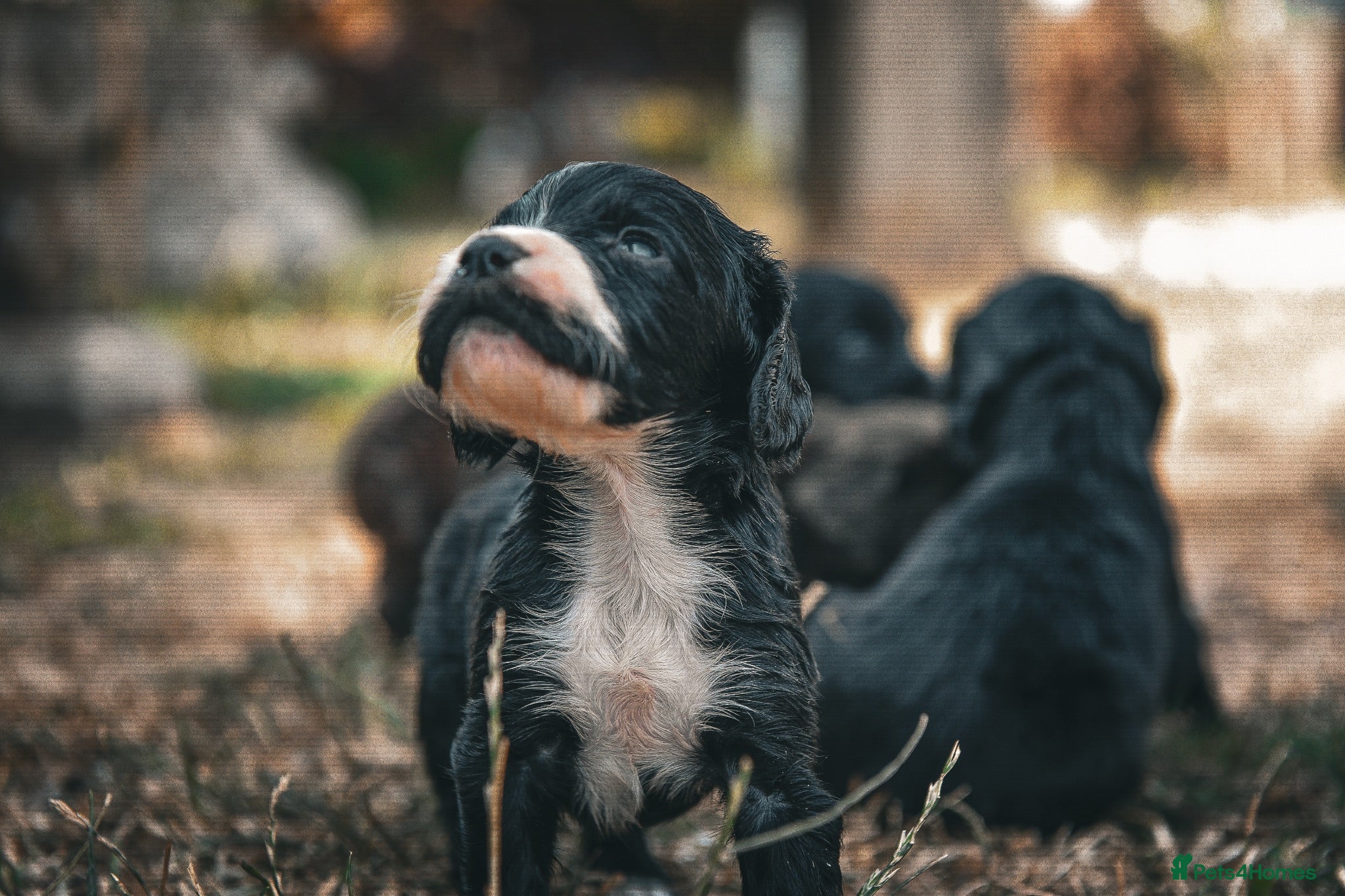 Cocker Spaniel dogs Beautiful Black and Chocolate Cocker Spaniel KCReg - Advert 2