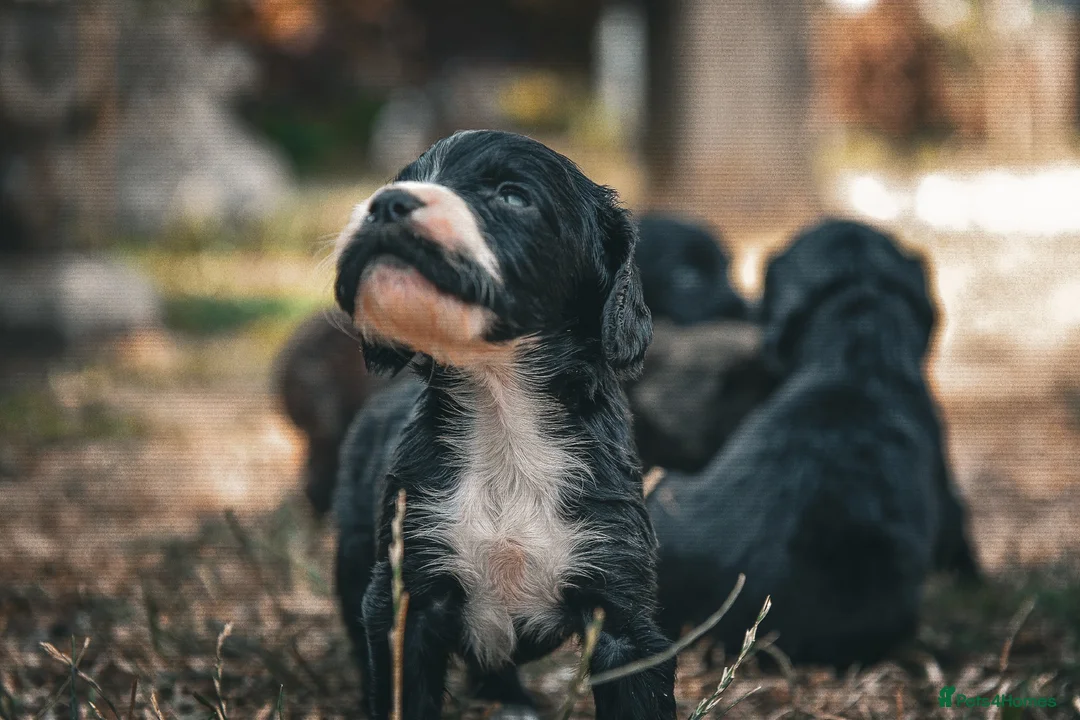 Cocker Spaniel dogs for sale: Beautiful Black and Chocolate Cocker Spaniel KCReg - Advert 2