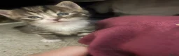 Mixed Breed cats for sale: 7 adorable kittens - Advert 12