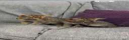 Domestic Shorthair cats for sale: Domestic shorthair kittens  - Advert 2