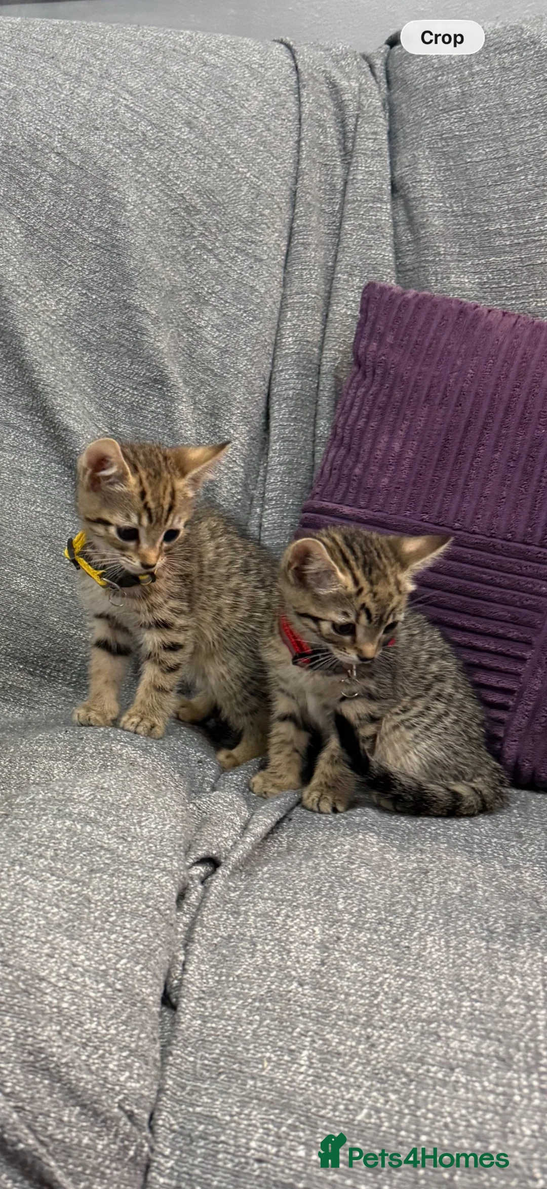 Domestic Shorthair cats for sale: Domestic shorthair kittens  - Advert 2