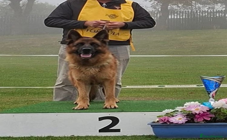 German Shepherd dogs Litter of puppies with a World Class Pedigree  - Advert 2