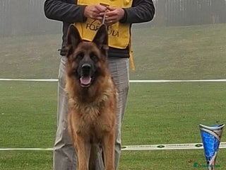 German Shepherd dogs Litter of puppies with a World Class Pedigree - Advert 1