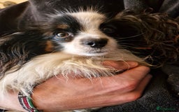 Mixed Breed dogs for sale: Papipoo puppies. DNA health tested parents  - Image 10
