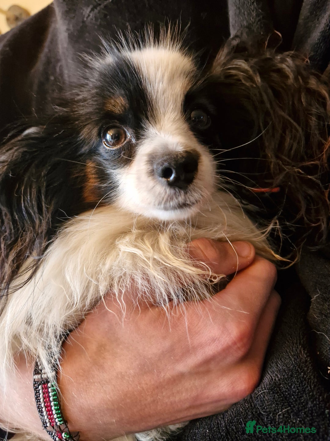 Mixed Breed dogs for sale: Papipoo puppies. DNA health tested parents  - Image 10