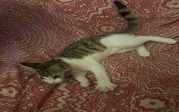 British Shorthair cats for sale: 2 tabbys - Image 2
