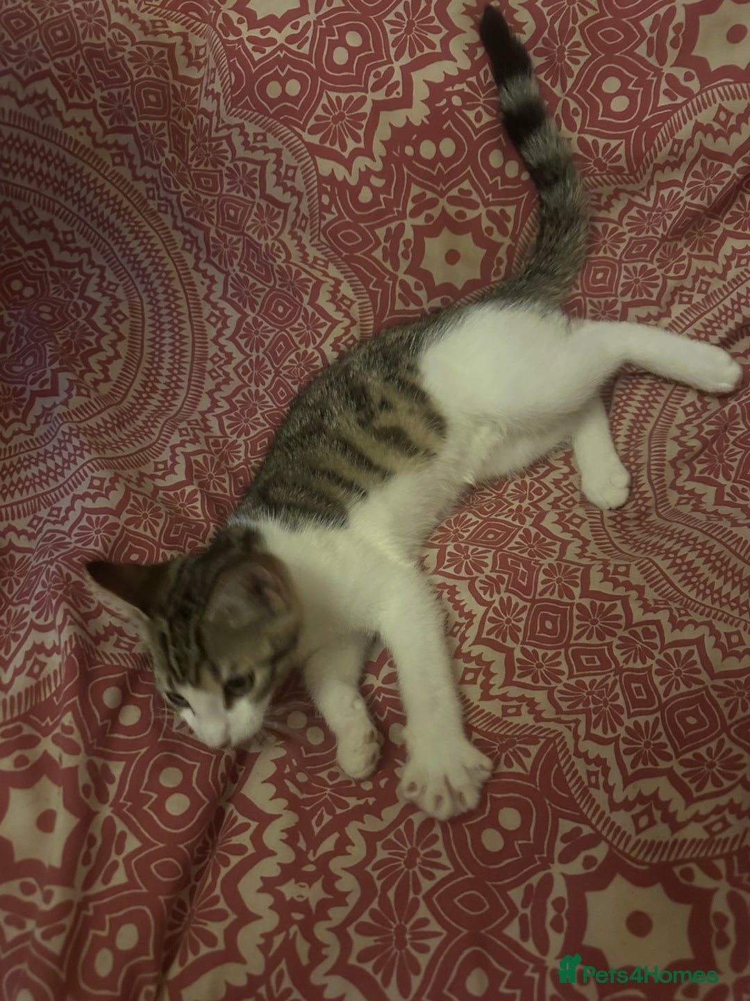 British Shorthair cats for sale: 2 tabbys - Image 2