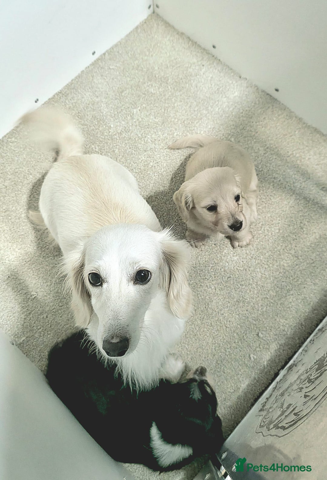 Miniature Dachshund dogs for sale: Longhaired Minature Dachshunds  - Image 10