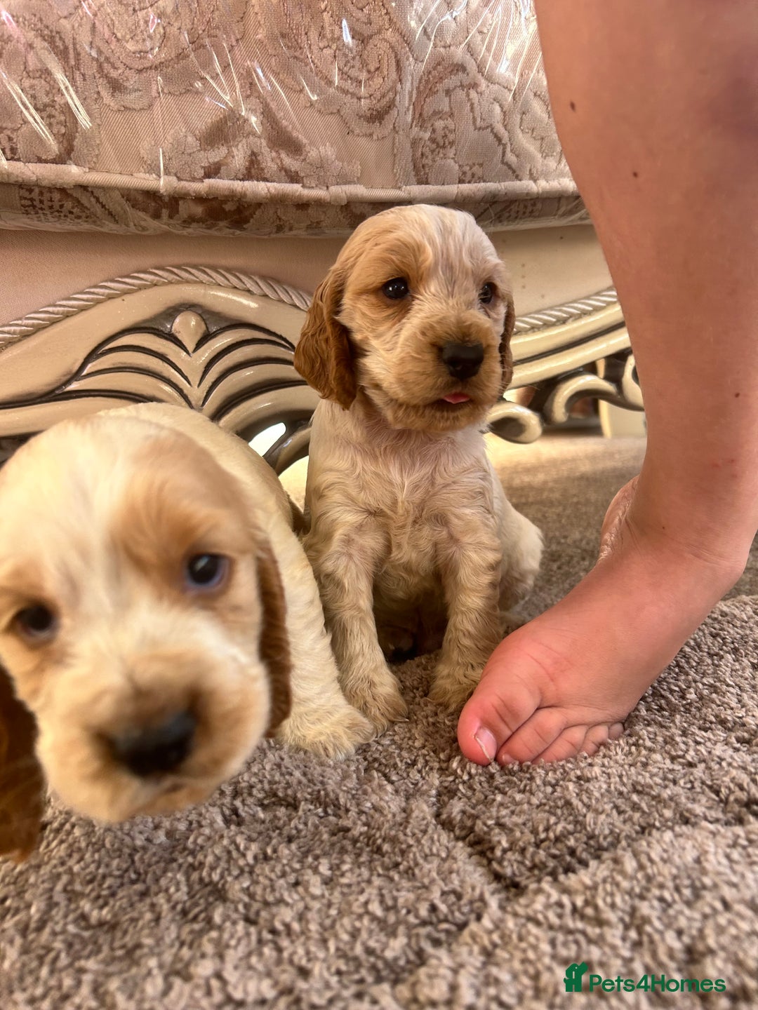 Cocker Spaniel dogs for sale: Cocker spaniel puppys - Image 2