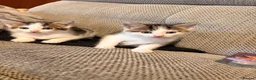 Mixed Breed cats for sale: 2 male kittens  in Macclesfield - Advert 3