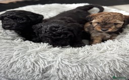 Cockapoo dogs for sale: Outstanding Cockapoos Fully Health Tested  - Image 24