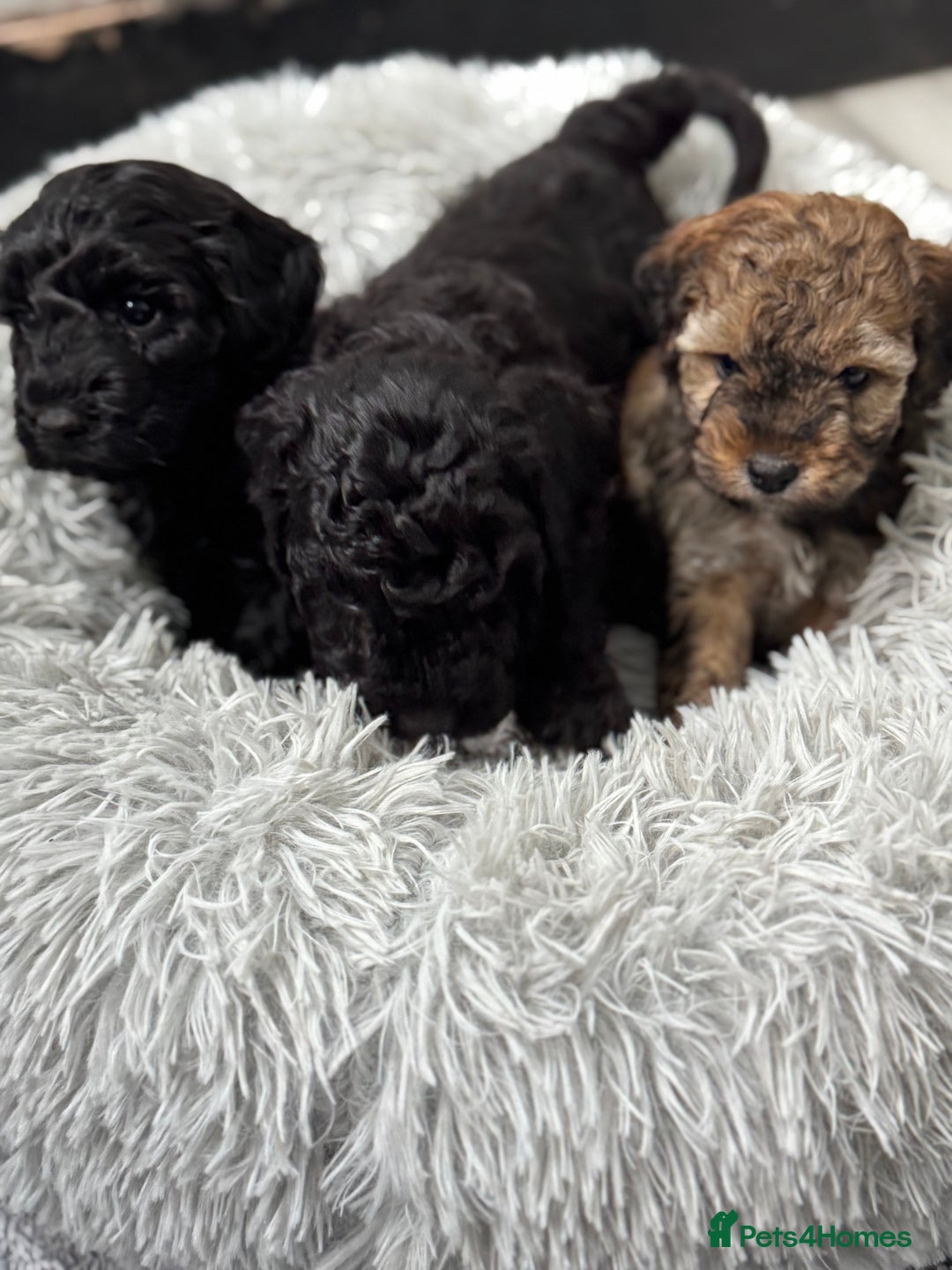 Cockapoo dogs for sale: Outstanding Cockapoos Fully Health Tested  - Image 24